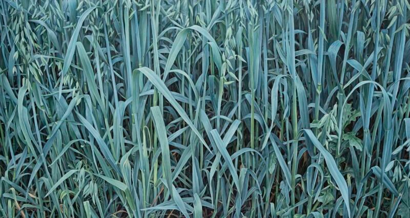 SOLD- No.9, 160x80cm, oil on canvas